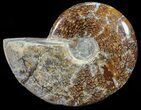 Polished, Agatized Ammonite (Cleoniceras) - Madagascar #54539-1